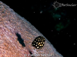 Juvenile trunkfish.  Cute black and yellow marbles almost... by Patricia Sinclair 